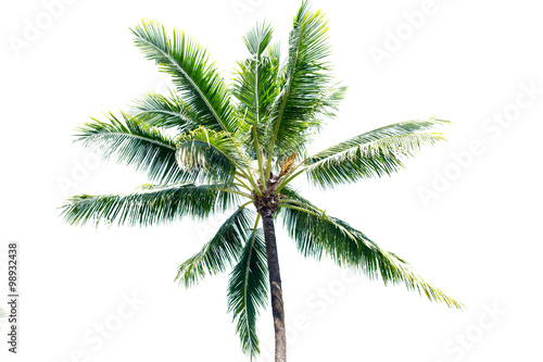 Coconut tree © evilbeau