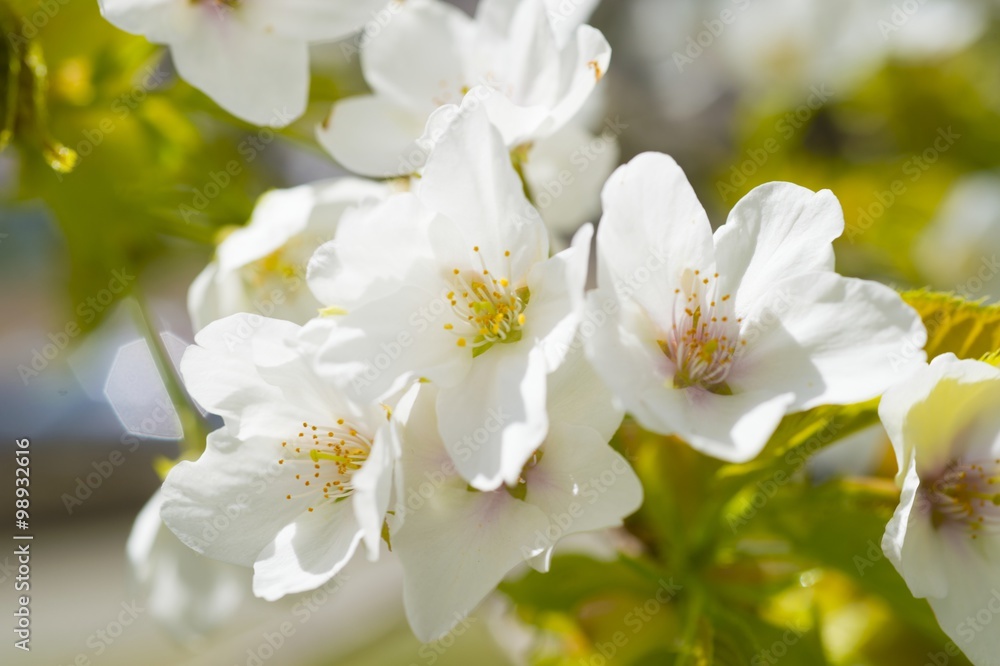 さくらの花 さくらの花