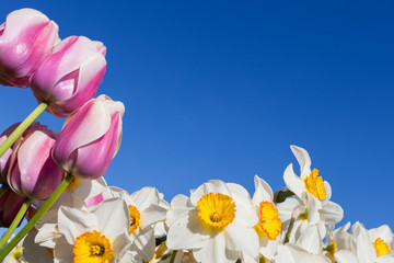 Foto auf Acrylglas Narzisse Tulips and Daffodils  © tamifreed