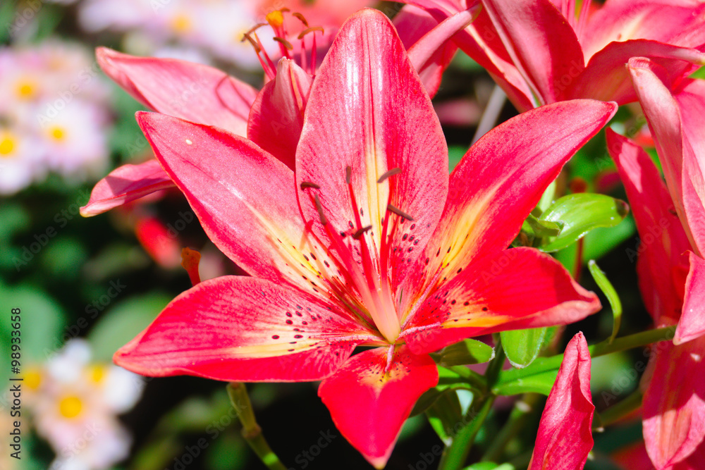 The background image of the colorful flowers The background image of the colorful flowers