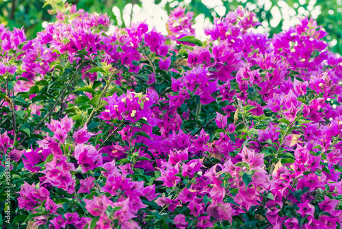 Wallpaper Mural Bouganvilleas  - Stock Image Torontodigital.ca