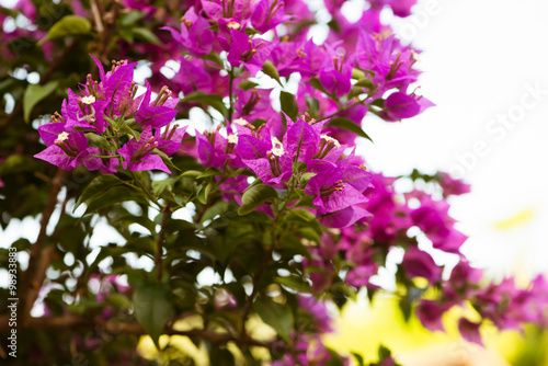 Wallpaper Mural Bouganvilleas  - Stock Image Torontodigital.ca