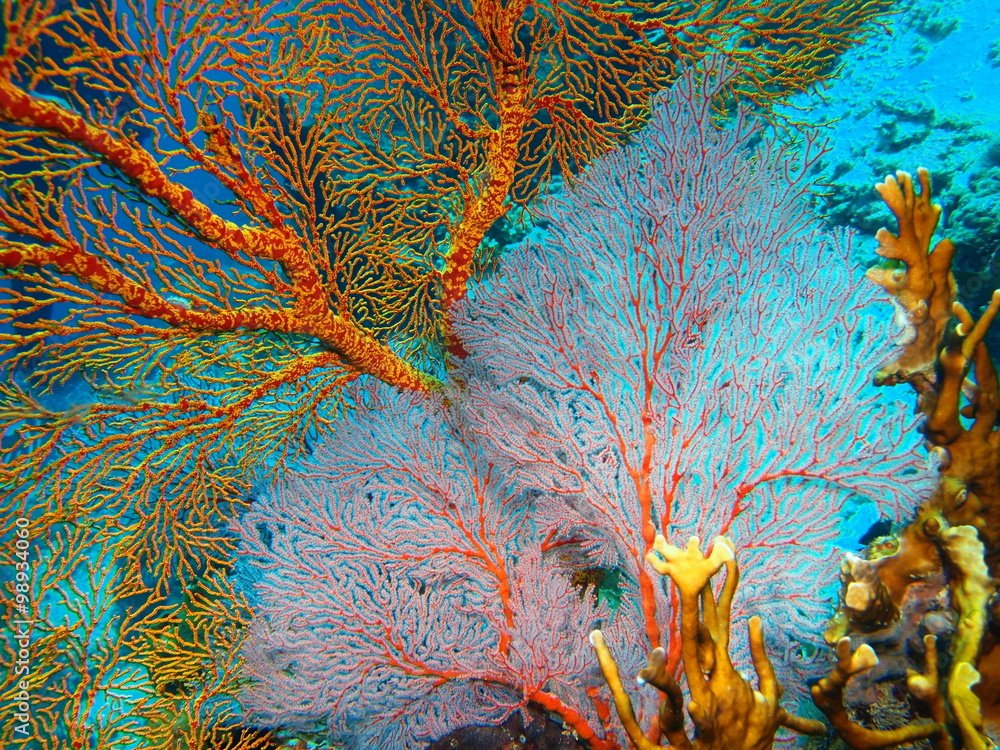 Fototapeta premium Gorgonian coral, Island Bali