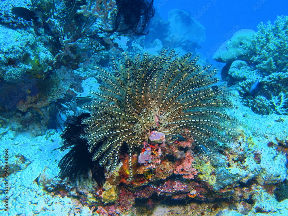 Obraz premium Crinoid, Island Bali