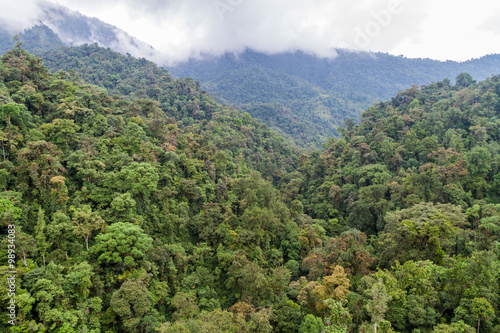 Cloud forest near Mindo, Ecuador.