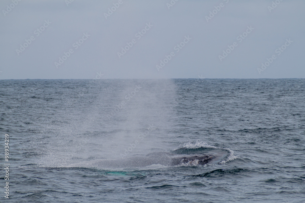 Obraz premium Humpback whale (Megaptera novaeangliae) in Machalilla National Park, Ecuador