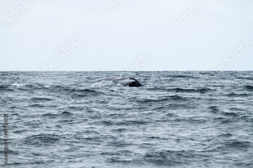 Humpback whale  Megaptera novaeangliae   in Machalilla National Park  Ecuador