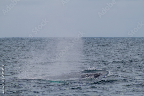 Humpback whale (Megaptera novaeangliae) in Machalilla National Park, Ecuador