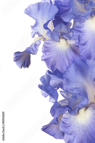 Fototapeta Naklejka Na Ścianę i Meble -  iris