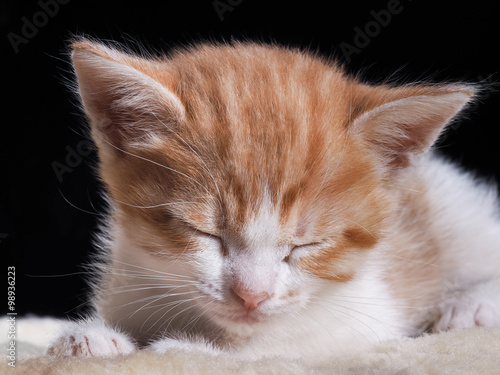 Маленький котенок спит. Морда котенка крупно. Котенок белый с рыжим. Котенку один месяц. Кот симпатичный, уютно дремлет на кусочке меха