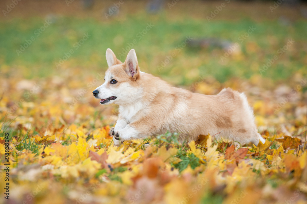 Pembroke welsh corgi puppy running in autumn