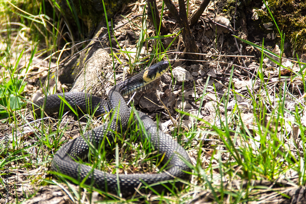 Grass Snake Basking in natural habitat Grass Snake Basking in natural habitat