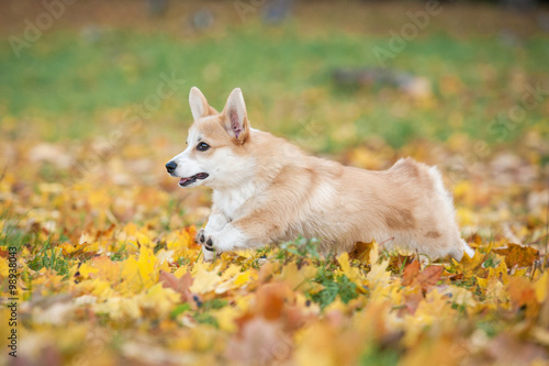 Pembroke welsh corgi puppy running in autumn
