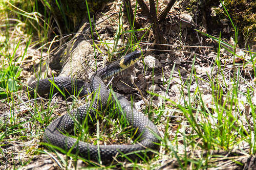 Grass Snake Basking in natural habitat