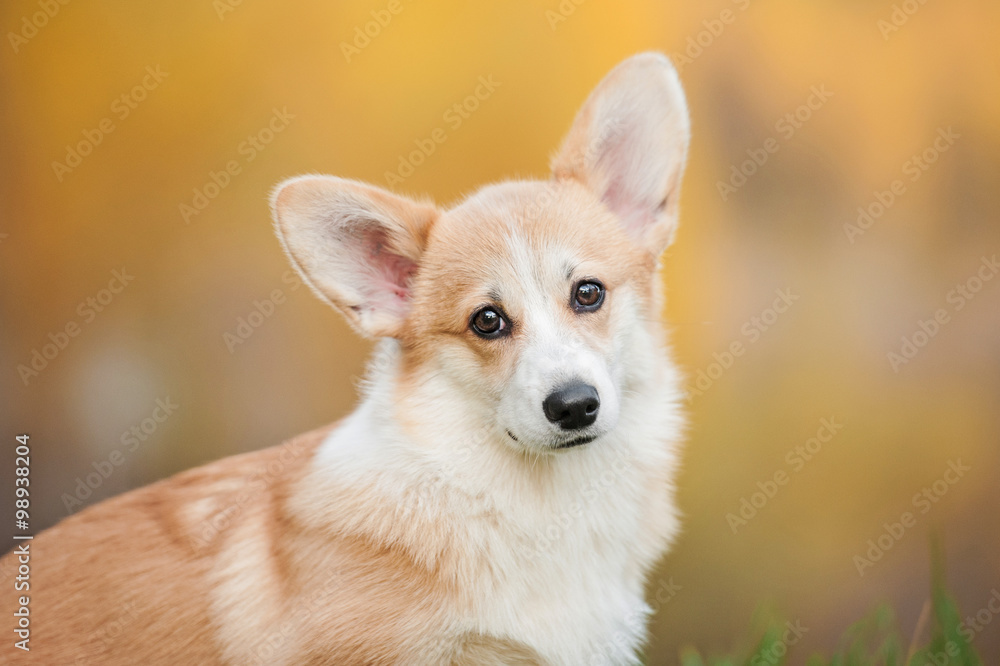 Portrait of pembroke welsh corgi puppy in autumn Portrait of pembroke welsh corgi puppy in autumn