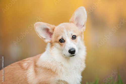 Portrait of pembroke welsh corgi puppy in autumn