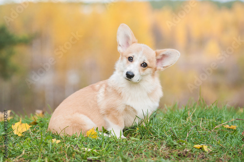 Funny pembroke welsh corgi puppy sitting in autumn © Rita Kochmarjova