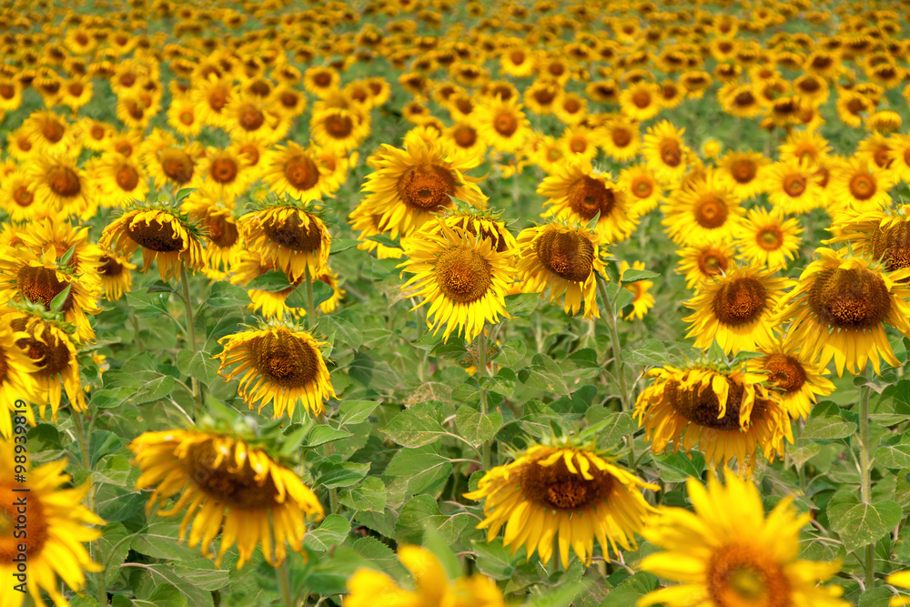 Sunflower field Sunflower field