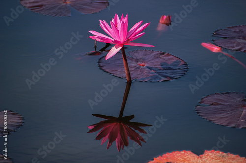 Pink lotus in canal