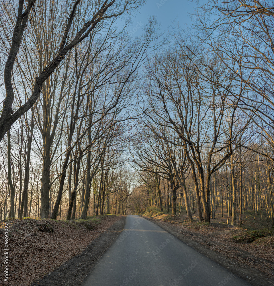 Country road with naked trees during sunset Country road with naked trees during sunset