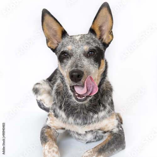 Blue Heeler Puppy