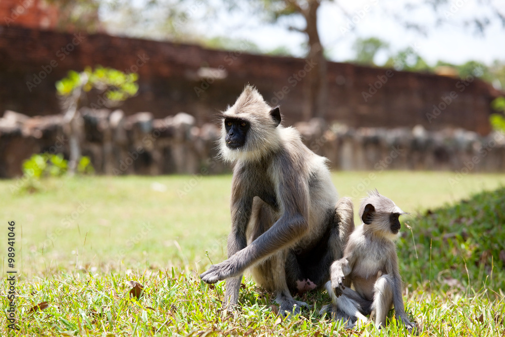 Obraz premium Monkey on Sri Lanka