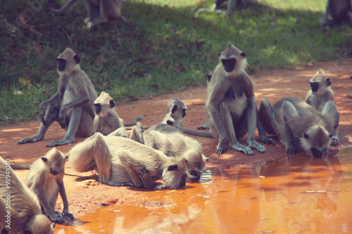 Monkey on Sri Lanka © Galyna Andrushko