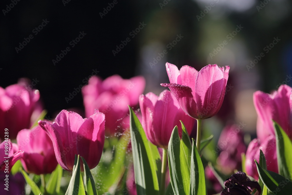 Group purple tulips against the sky. Spring landscape. Group purple tulips against the sky. Spring landscape.