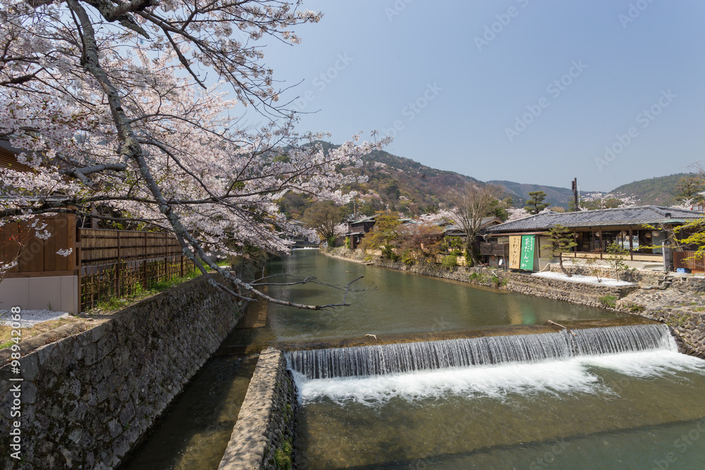 Fototapeta premium Sakura in Japan
