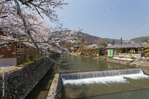 Sakura in Japan