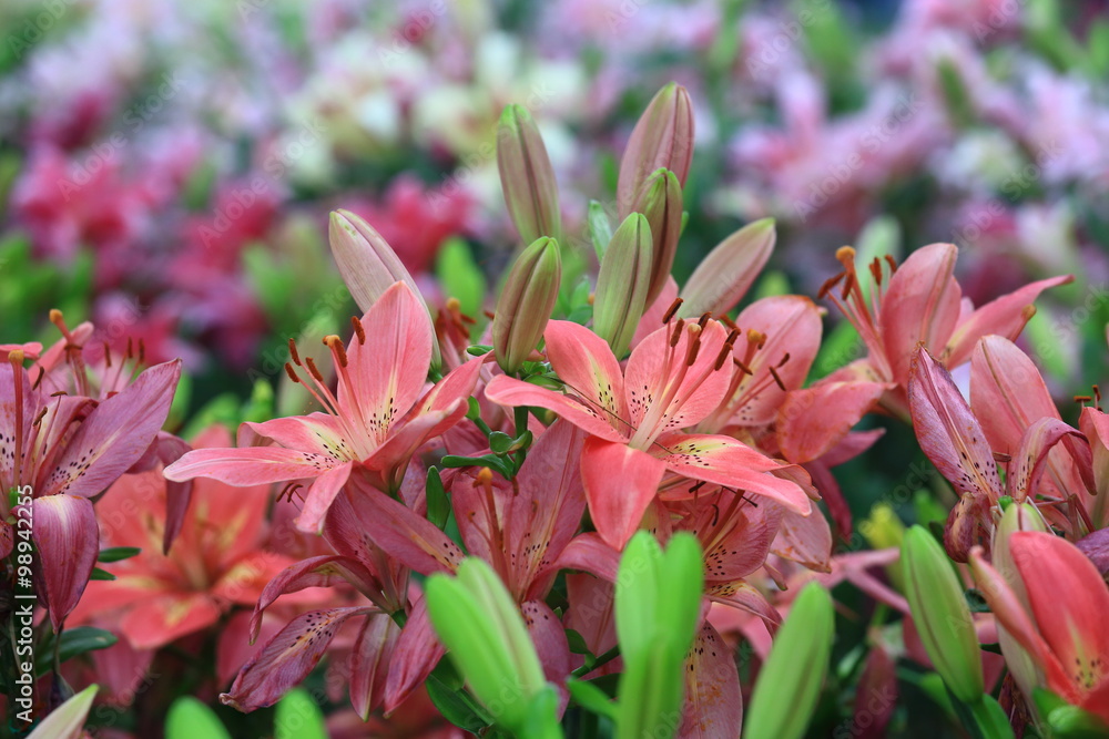 Fototapeta premium pink Lilies