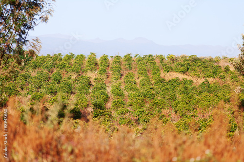 Coffee plantation, Kenya