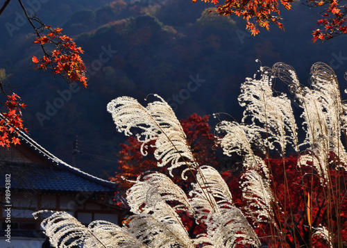 Silver grass in Japanese garden, Autumn.
ススキ　日本庭園　秋