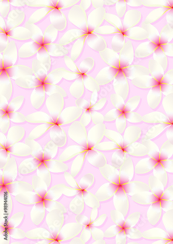 White frangipani flowers on a pink background