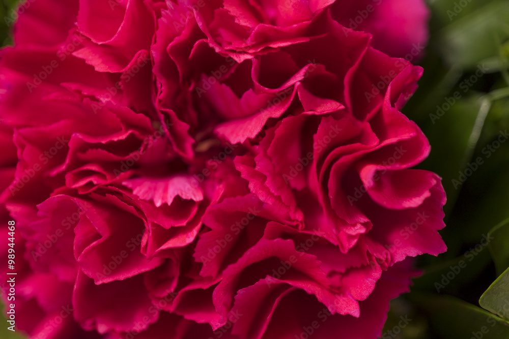 red carnation, close up red carnation, close up