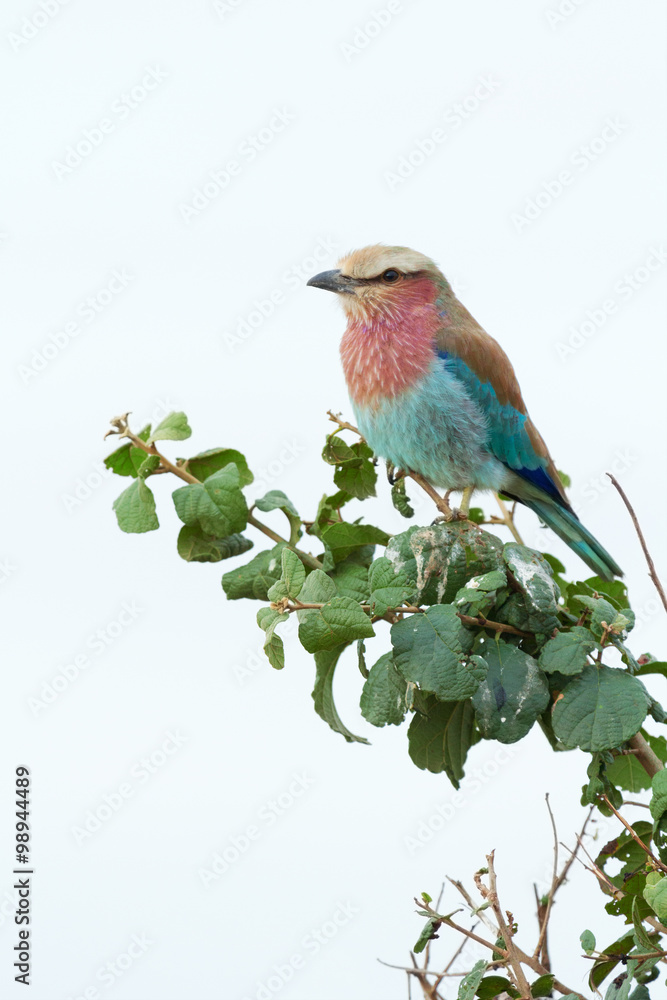 Obraz premium Lilac-Breasted Roller