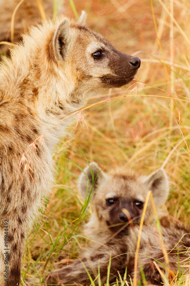 Spotted Hyenas, Masai Mara Spotted Hyenas, Masai Mara