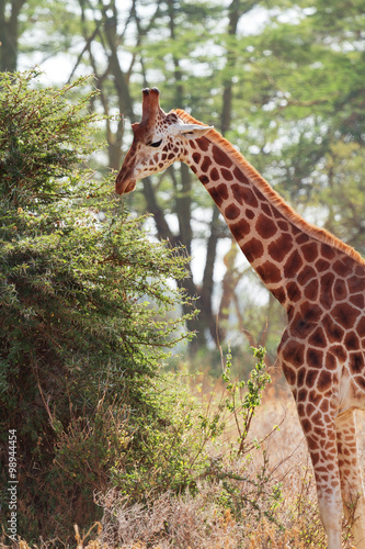 Giraffe in Amboseli, Kenya