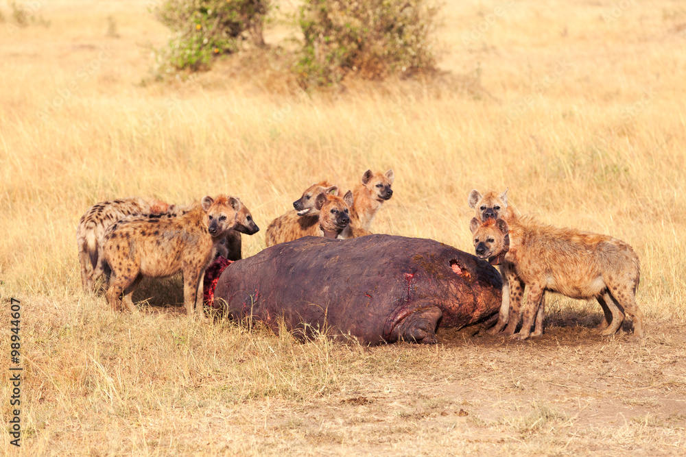 Fototapeta premium Hyenas eating prey, Masai Mara