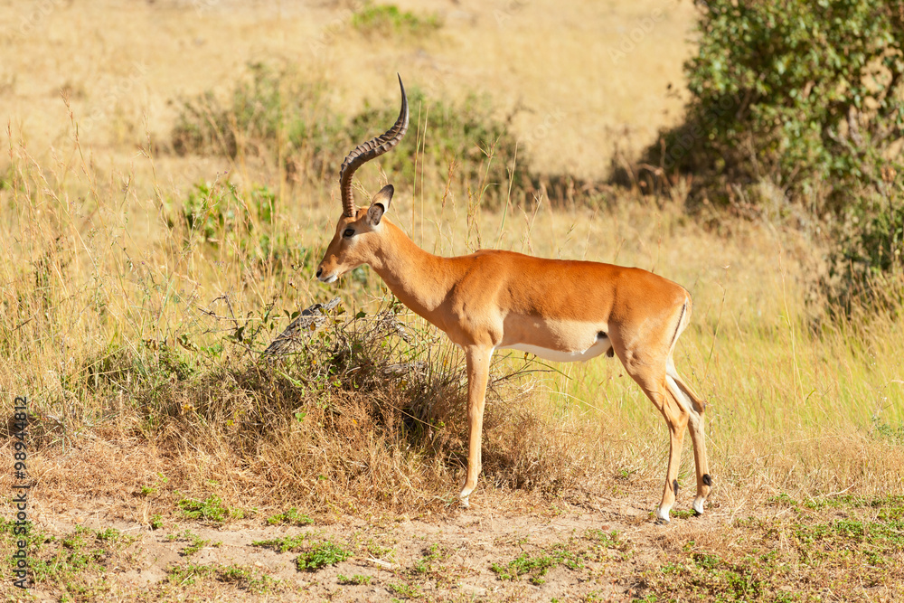 Fototapeta premium Male Impala
