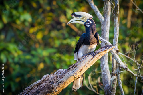 Oriental pied hornbill(Anthracoceros albirostris) stair at us on the branch in nature