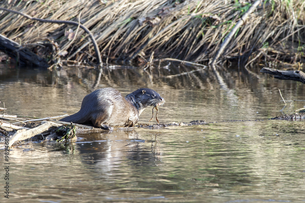 Wild otter in real wild environment. Otter in river. Otter eating frog.