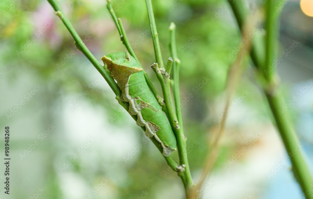 Butterfly caterpillar on lemon tree, close up Butterfly caterpillar on lemon tree, close up