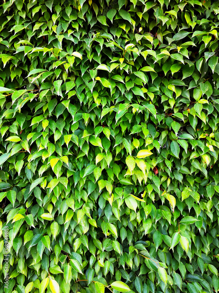 Fototapeta premium wall of leaves on a sunny day