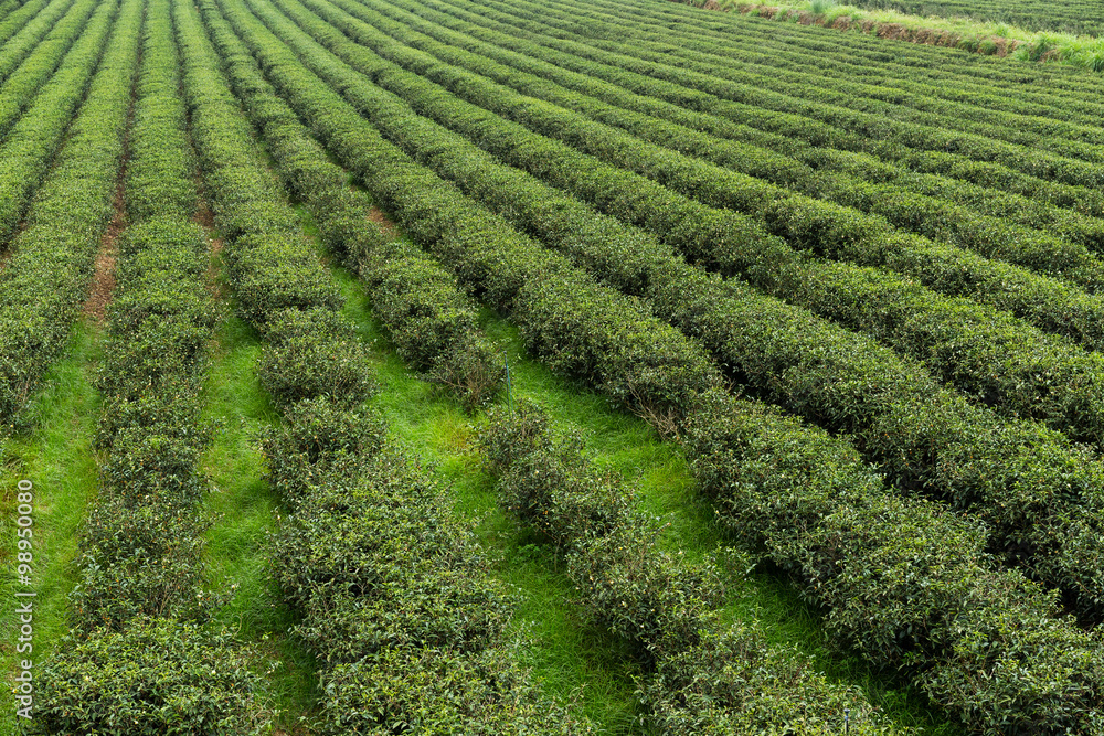 Fresh green tea plantation