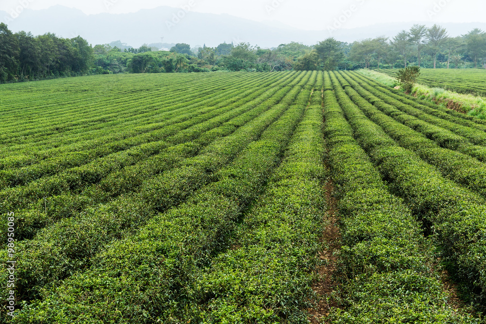 Fresh green tea plantation at TaiWan