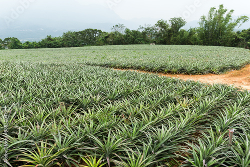 Pineapple fruit farm