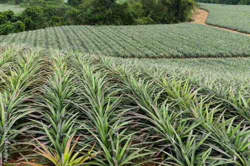 Photography Pineapple in a garden Farms