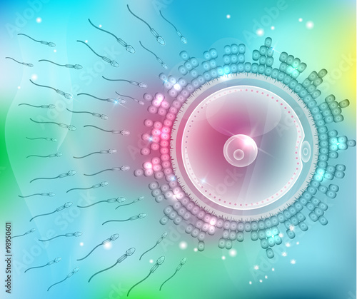 Ovum fertilization