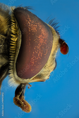 Extreme magnification, Fake bee, side view